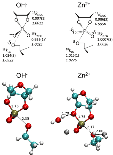 Mechanistic enzymology of phosphoryl transfer enzymes including ribozymes