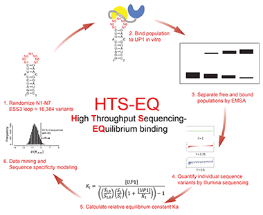 Mapping the specificity landscapes of RNA-protein interactions using high throughput sequencing